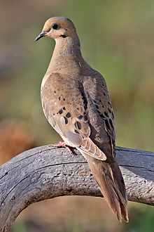 220px-Mourning_Dove_2006.jpg