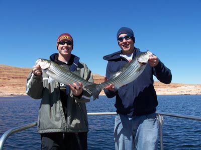 stripers caught with anchovy bait