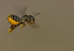 Megachile with pollen