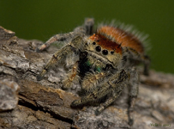 Phidippus pius