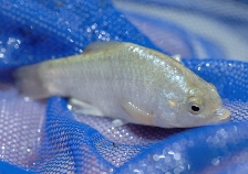 About 150 desert pupfish were transplanted to a site in the Tonto National Forest.
