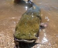 flathead-catfish