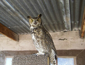Olivia A Great Horned Owl