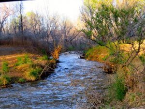 Verde River - Photo Courtesy Of Margie Anderson