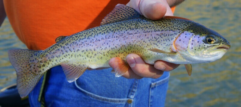 Arizona Rainbow Trout