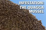 Quagga-Mussels