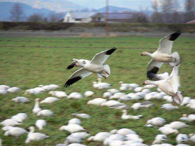 snow geese