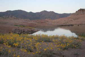 Arizona Wildflowers