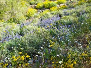 Arizona Wildflowers