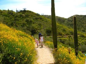 Arizona Wildflowers