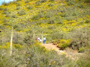 Arizona Wildflowers