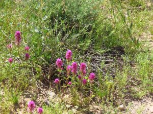 Arizona Wildflowers