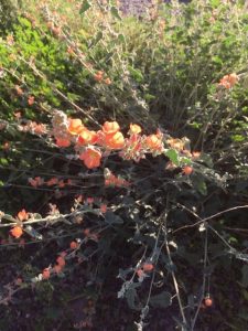 Arizona Wildflowers