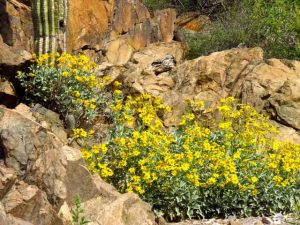 Arizona Wildflowers