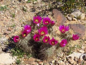 Arizona Wildflowers