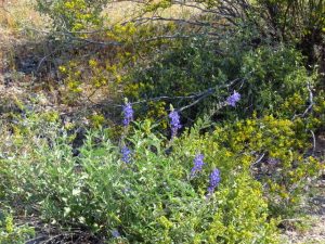 Arizona Wildflowers