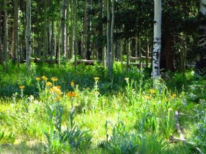 Arizona Wildflowers