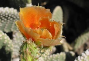 Arizona Wildflowers