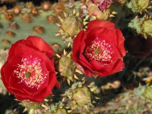 Arizona Wildflowers