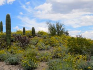 Arizona Wildflowers