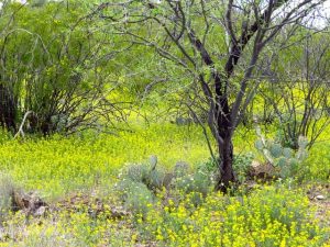 Arizona Wildflowers