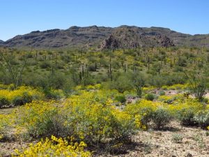 Arizona Wildflowers