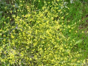 Arizona Wildflowers