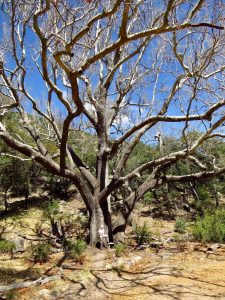 Travel Southern Arizona