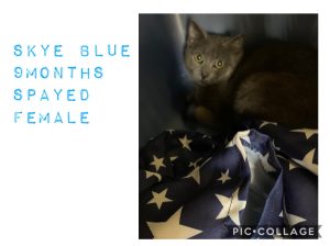 VFW-3513-Rescue-5-Skye-Blue