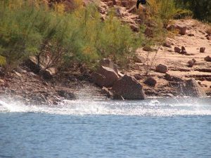 Lake Powell Report July 22, 2020