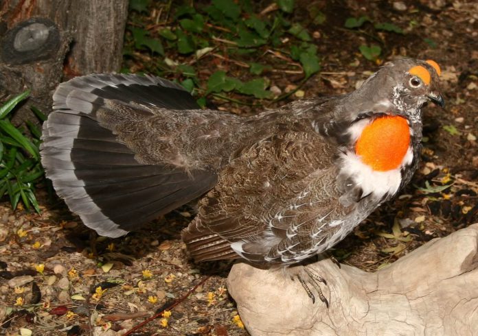 November 2020 Arizona Hunting Calendar