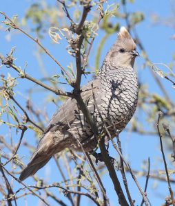 Quail Outlook 2020-2021