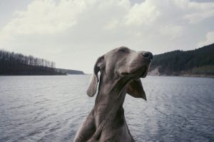 How to Plan a Fishing Trip with Your Furry Friend