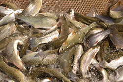 Arizona Fish Stocking June 2021